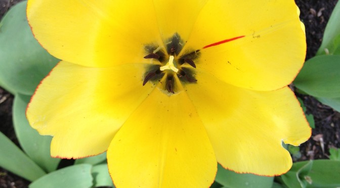Tulip