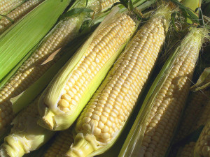 Minnesota sweet corn